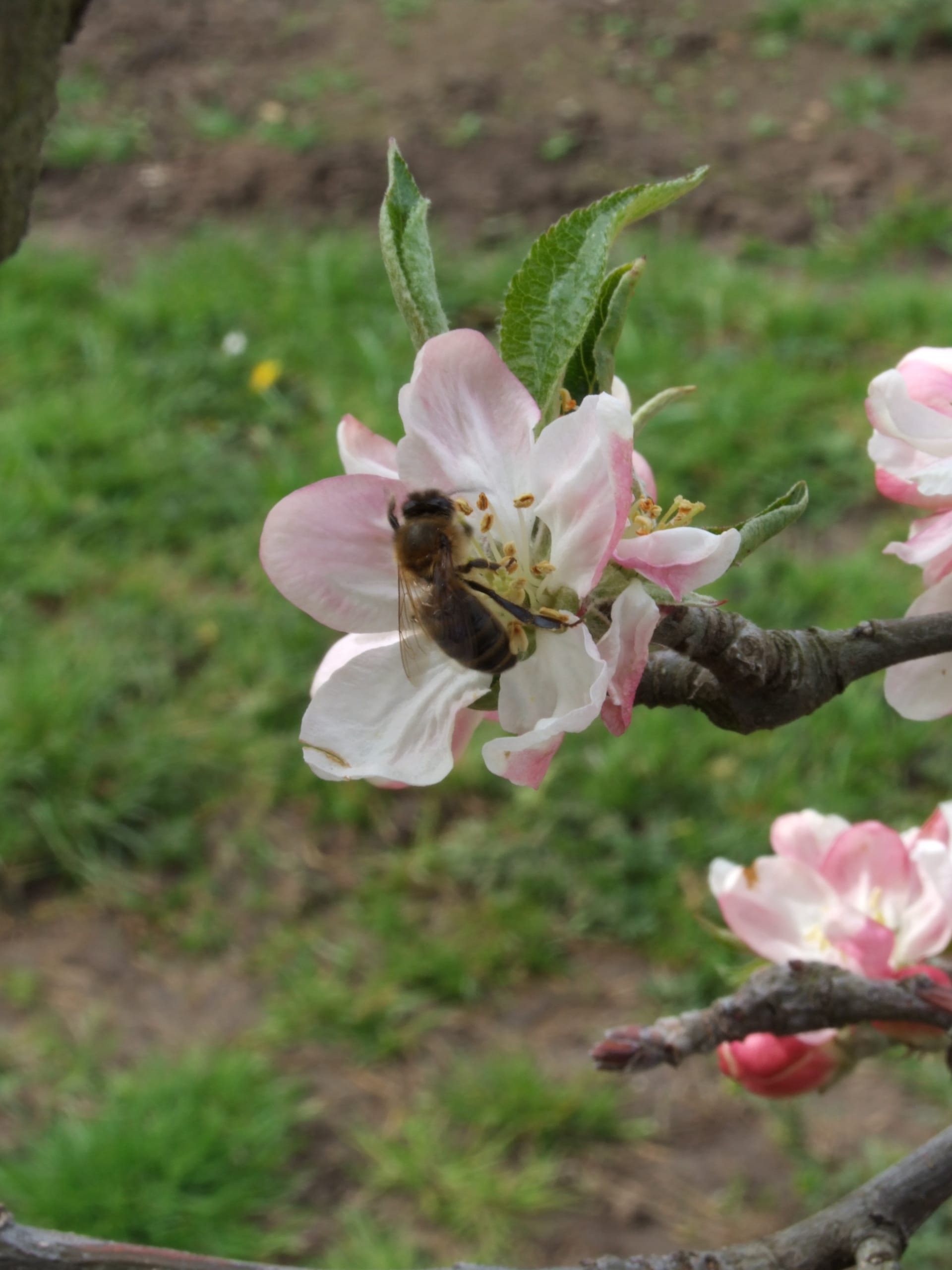 April blossom Russet with bee eoz1wu