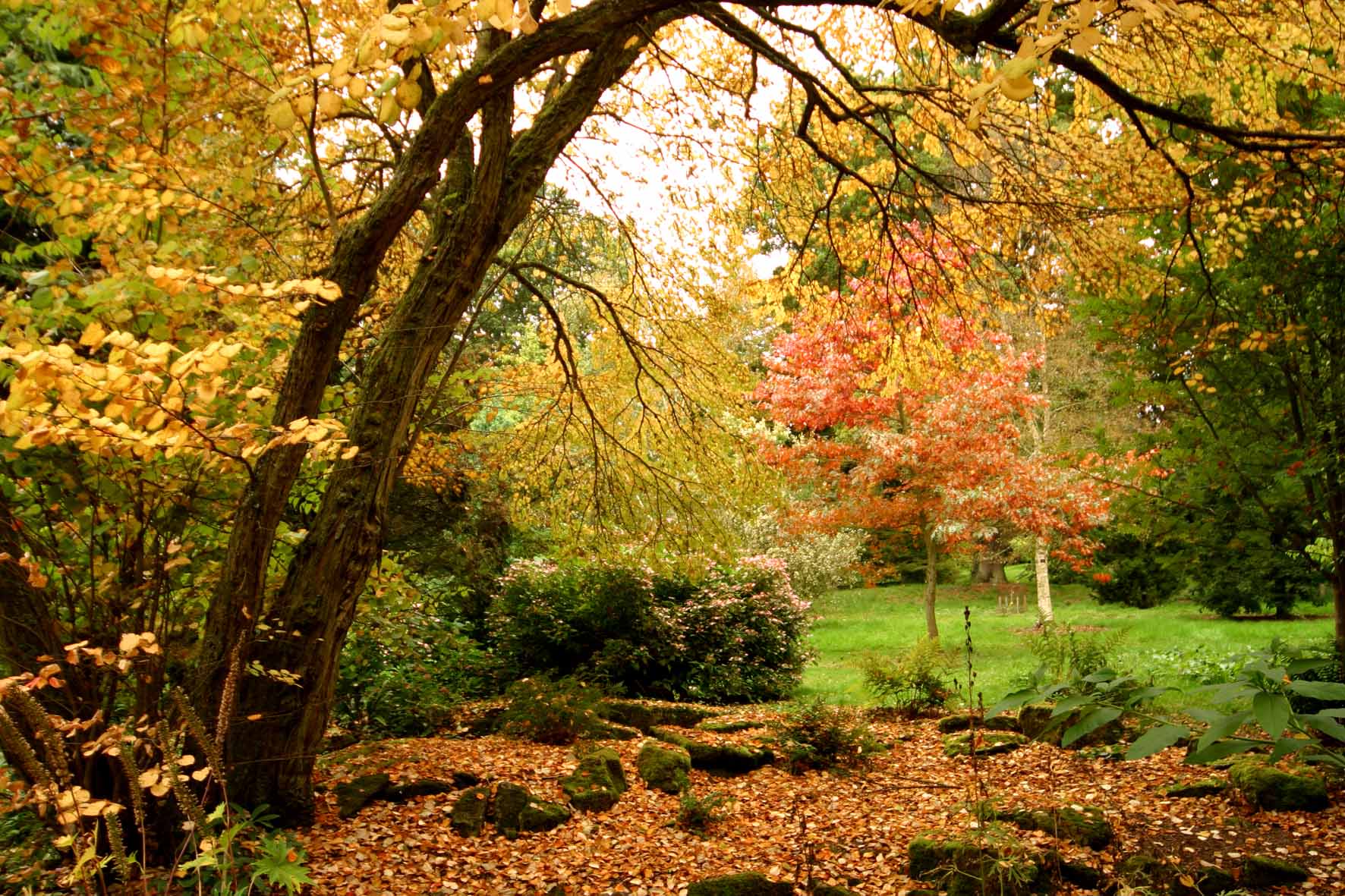 Batsford Autumn Katsura pl9s85