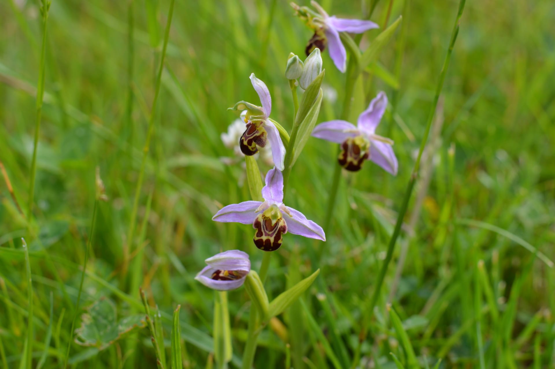 Bee orchid