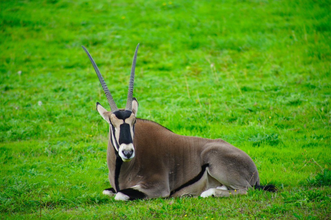 Beisa Oryx