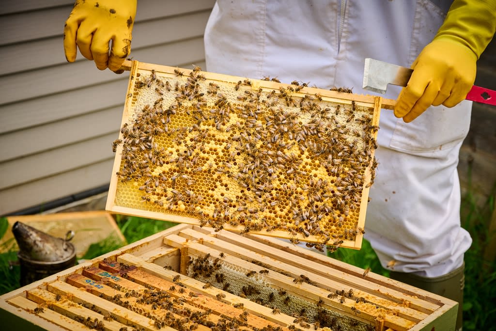 Brakspear Beehive