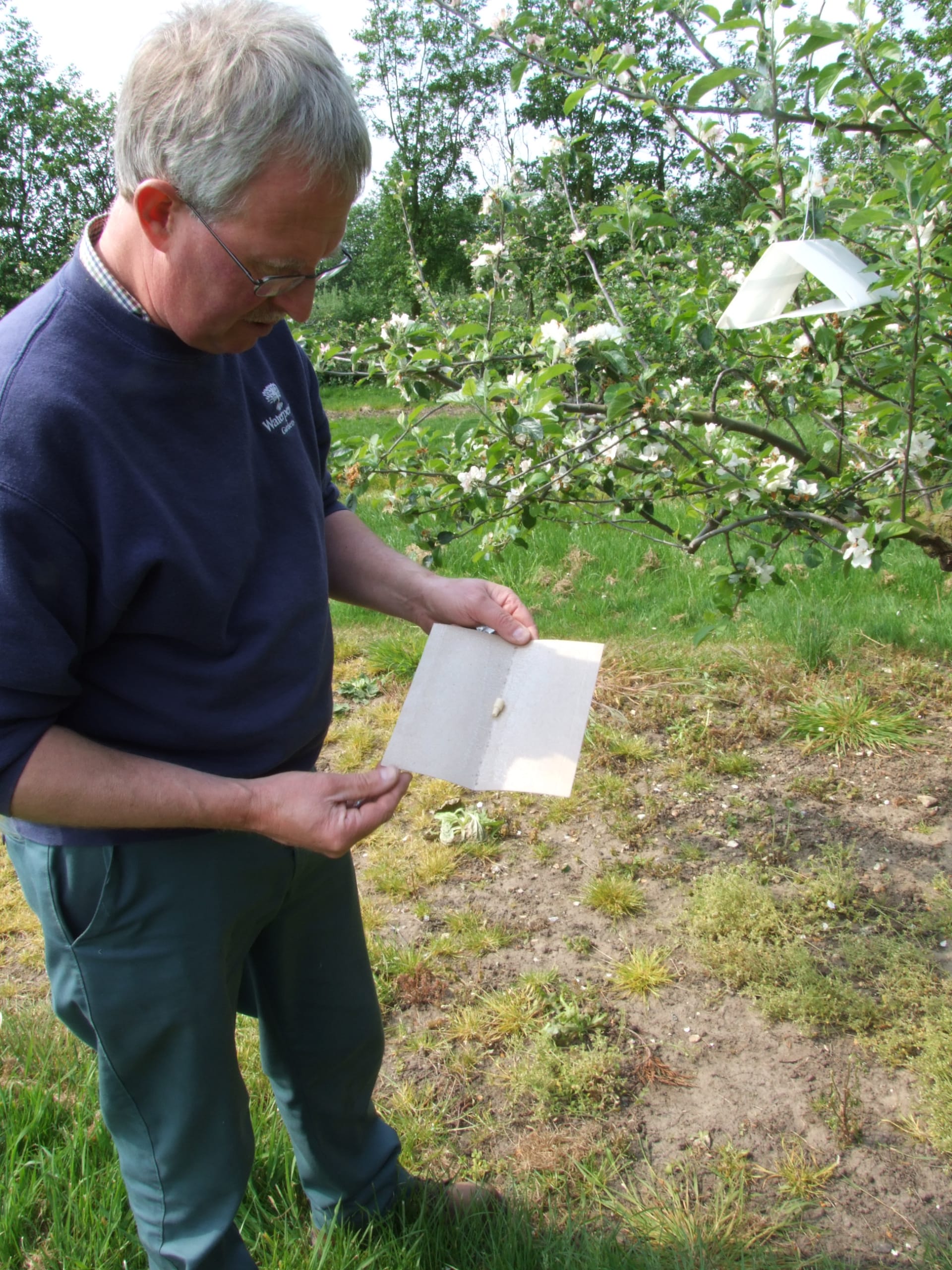 Codling moth 4 n36lrx