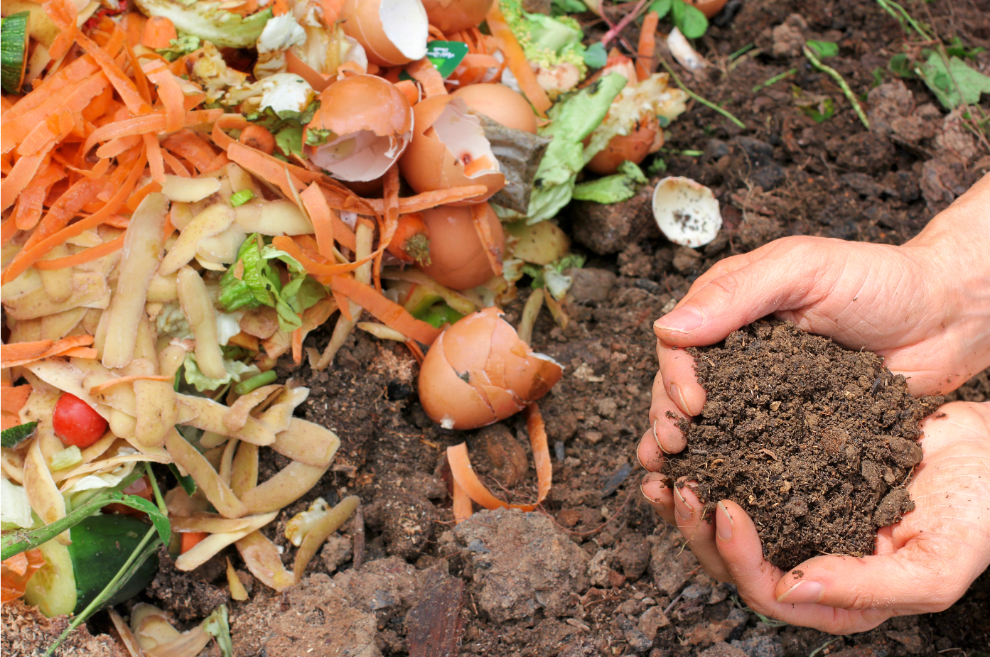 Compost in hands