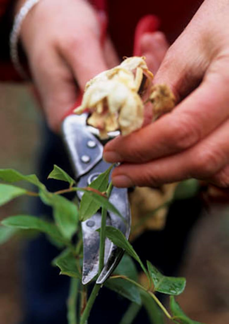 Dead heading rose credit Michael Marriott v87xvs