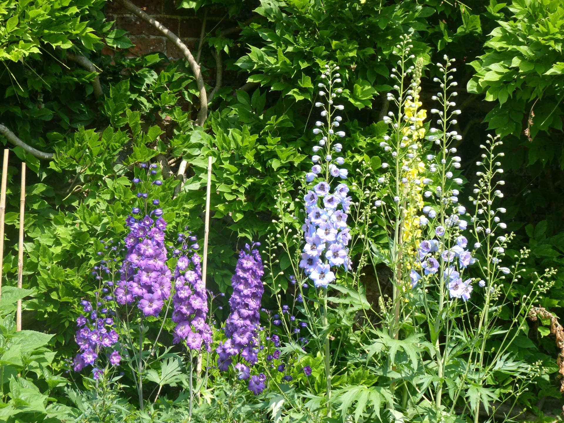 Delphiniums 2 xo4htg