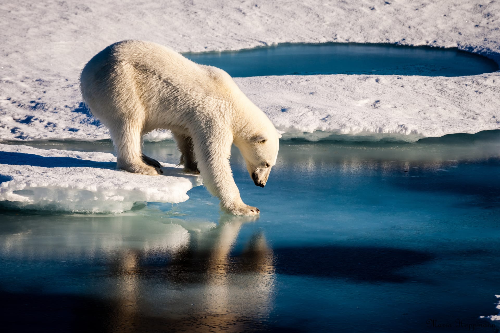 Ellesmere Island Polar Bear Stepping onto Ice