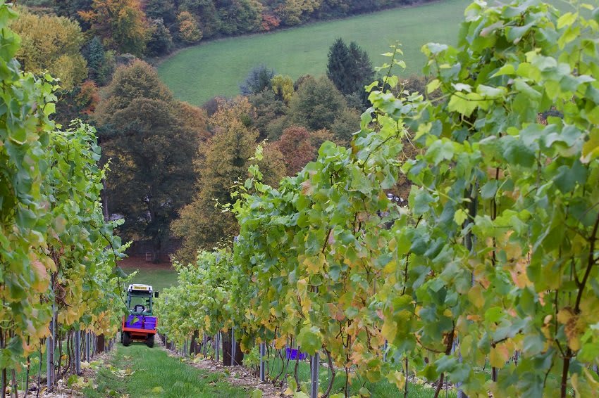 Flourishing Fizz Fairmile Vineyard tractor