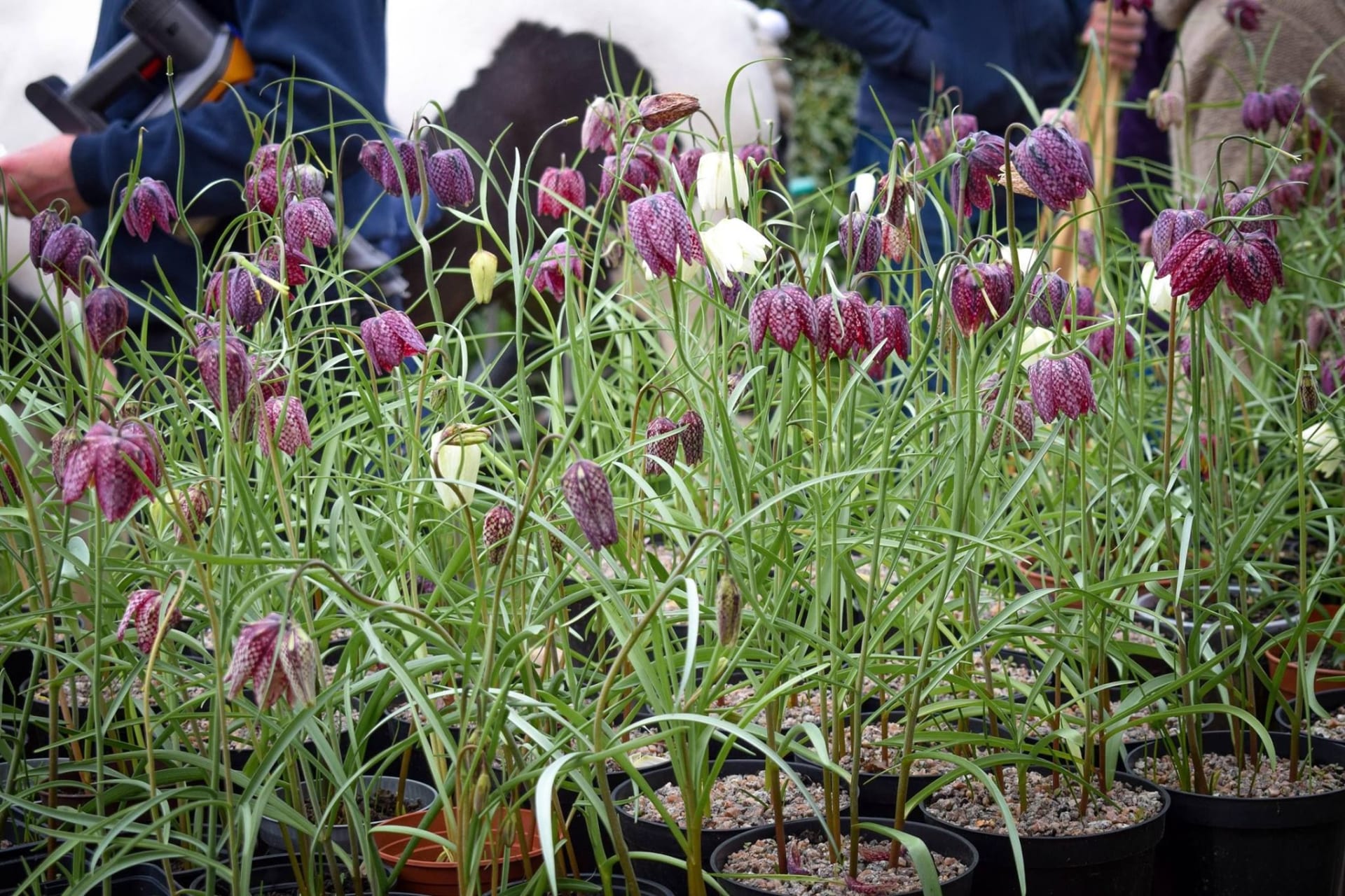 Fritillaries 3 