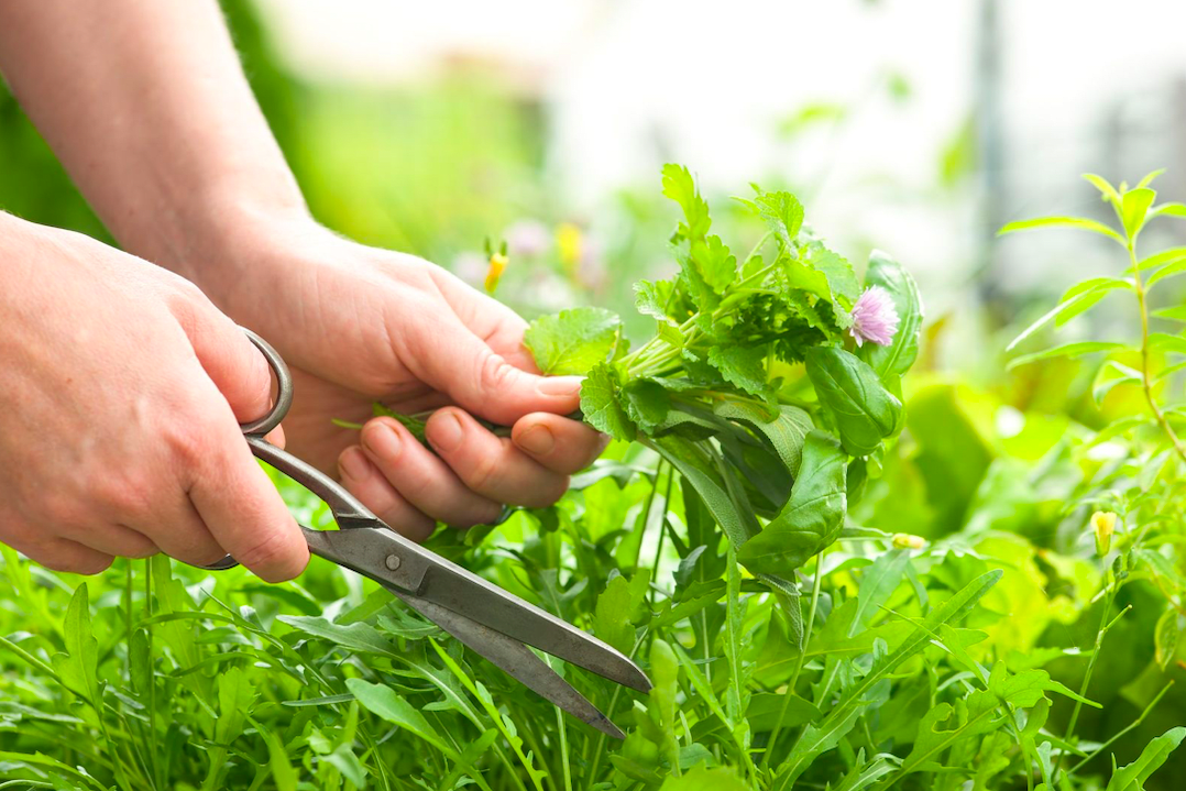 Gardening