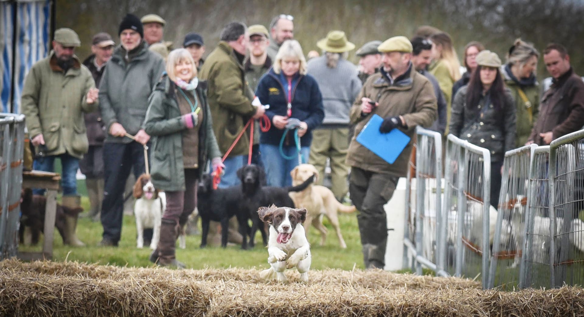 Gundog scurries Thame Country Fair