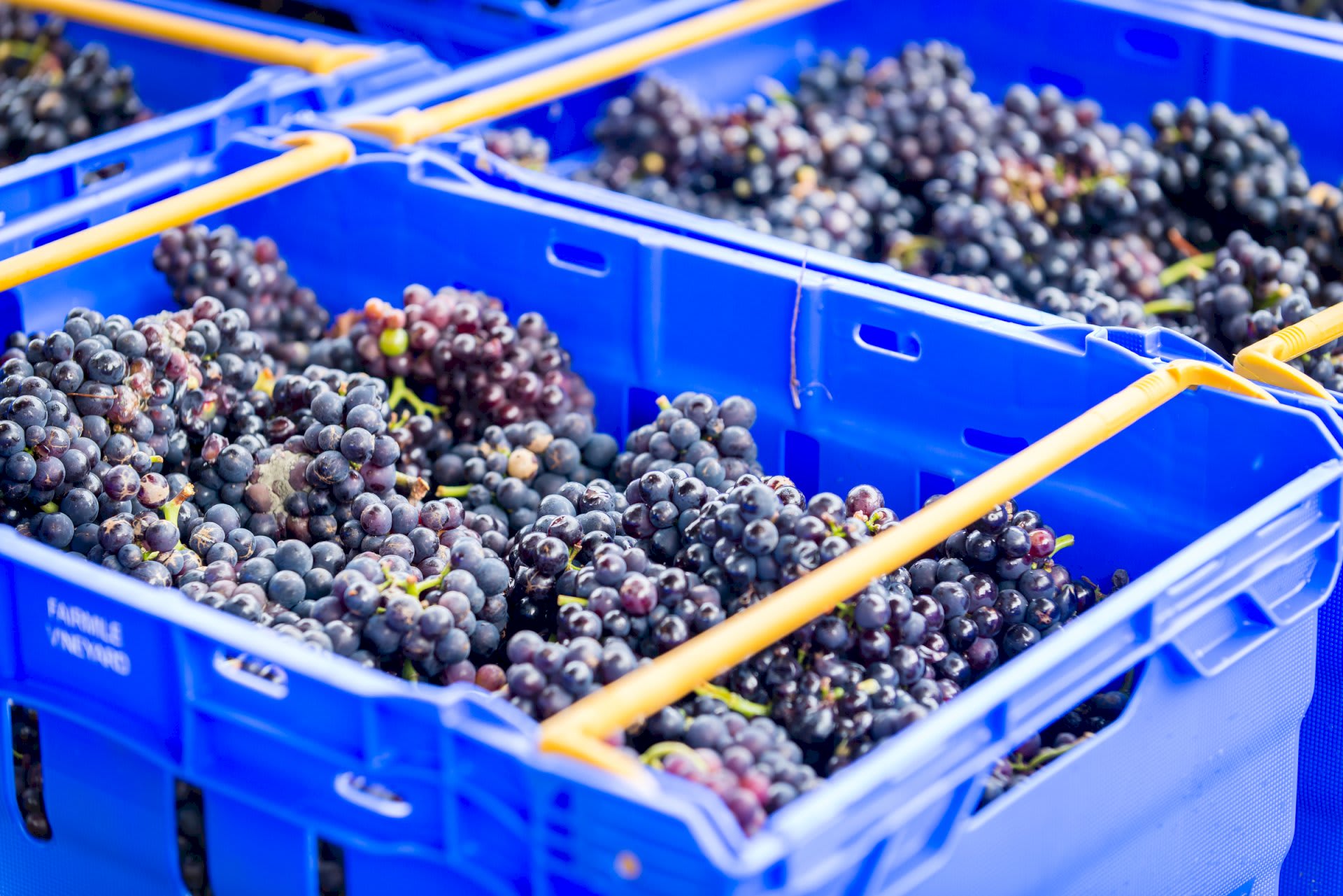 Flourishing Fizz Fairmile Vineyard Harvest Grapes