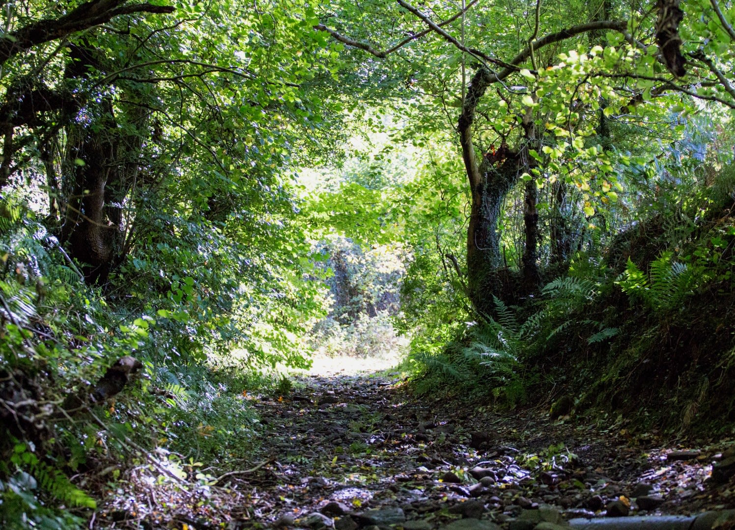 Biodiversity Offsetting Forest Path