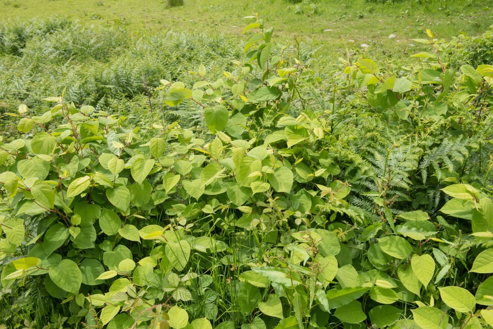 Japanese Knotweed