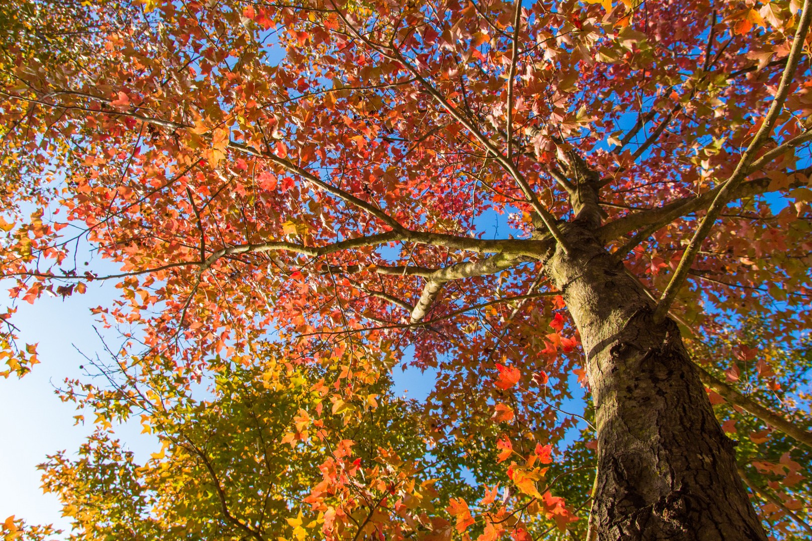 What Makes Autumn Leaves So Colourful 