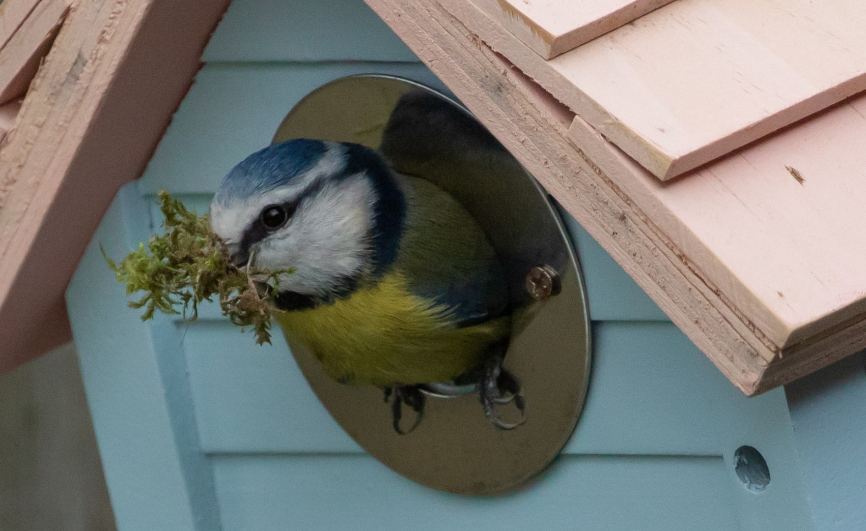 blue tit 4929842 1920