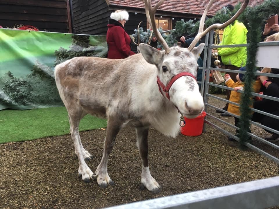 Reindeer