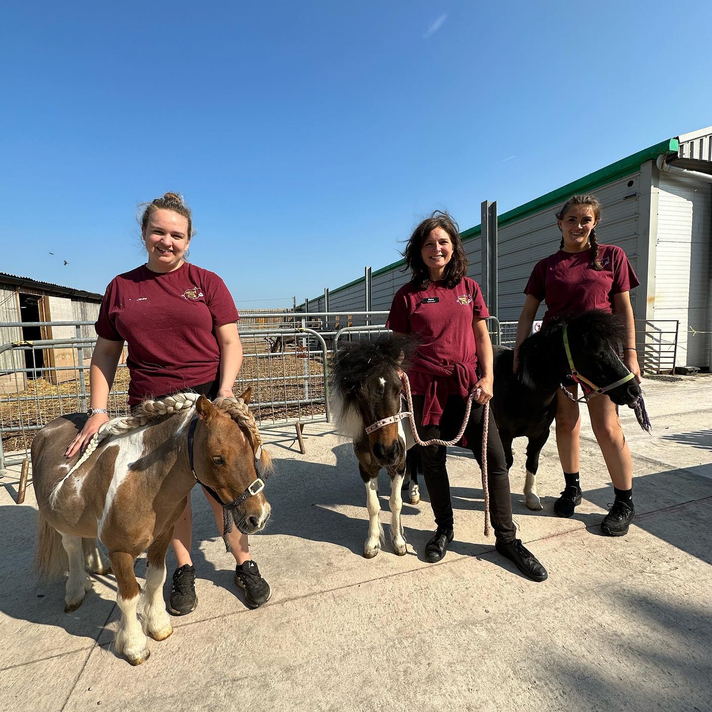 Shetland Ponies mmcngl