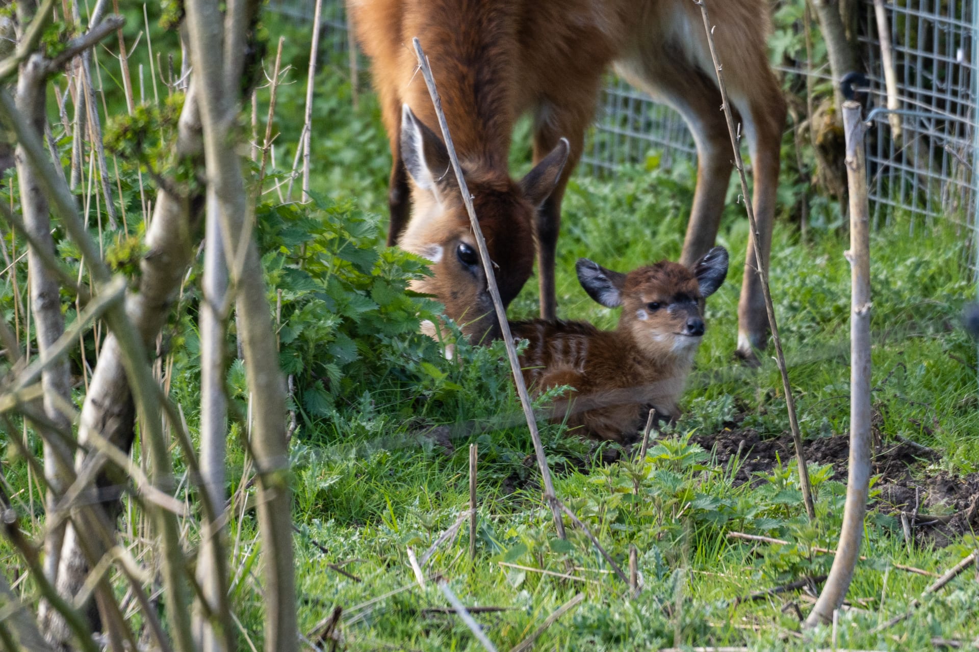 Staff   comms   sitatunga foal april 2023 1 kgmbyt