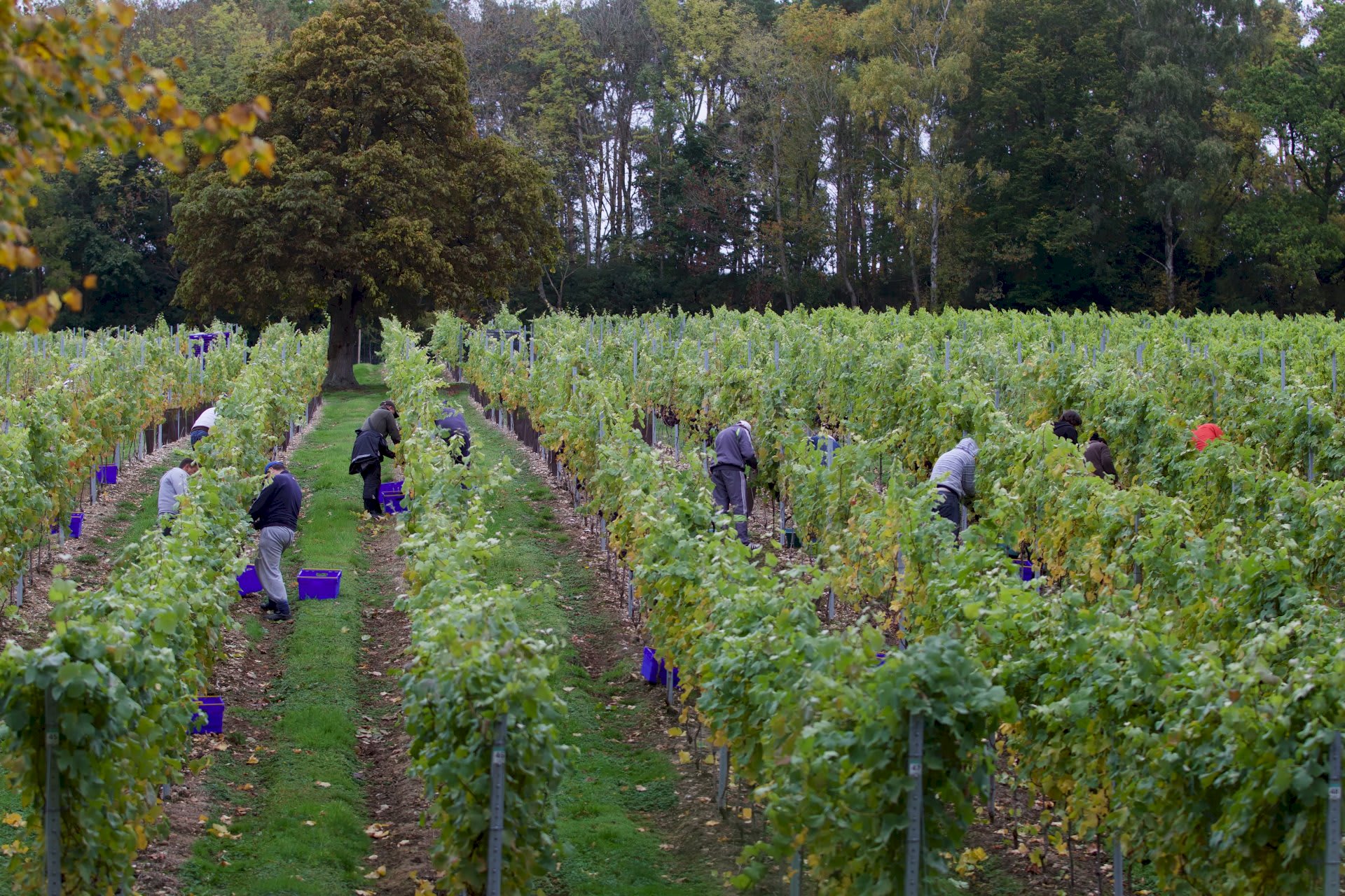 Flourishing Fizz Fairmile Vineyard Harvest