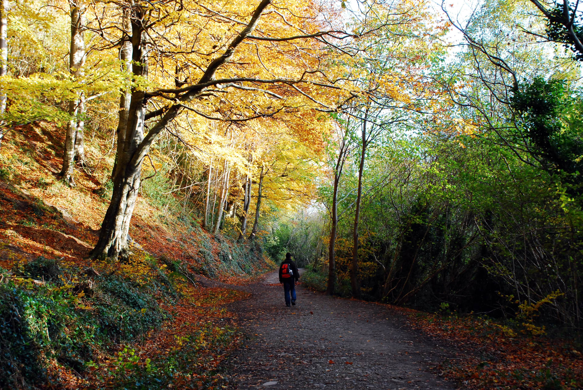 Walk in the woods c Zsuzsanna Bird min u0rses