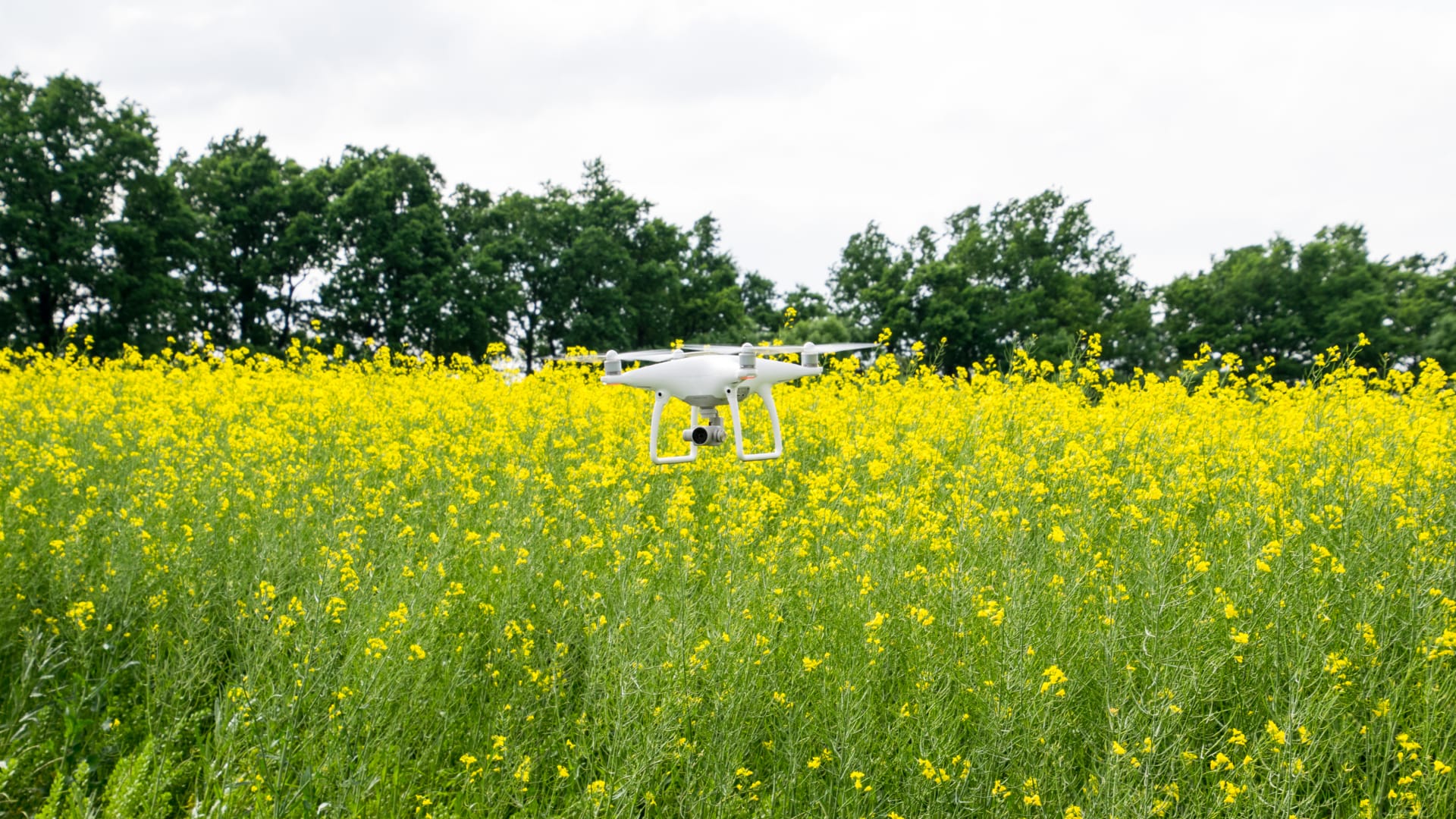 White drone over the field of flowering rape