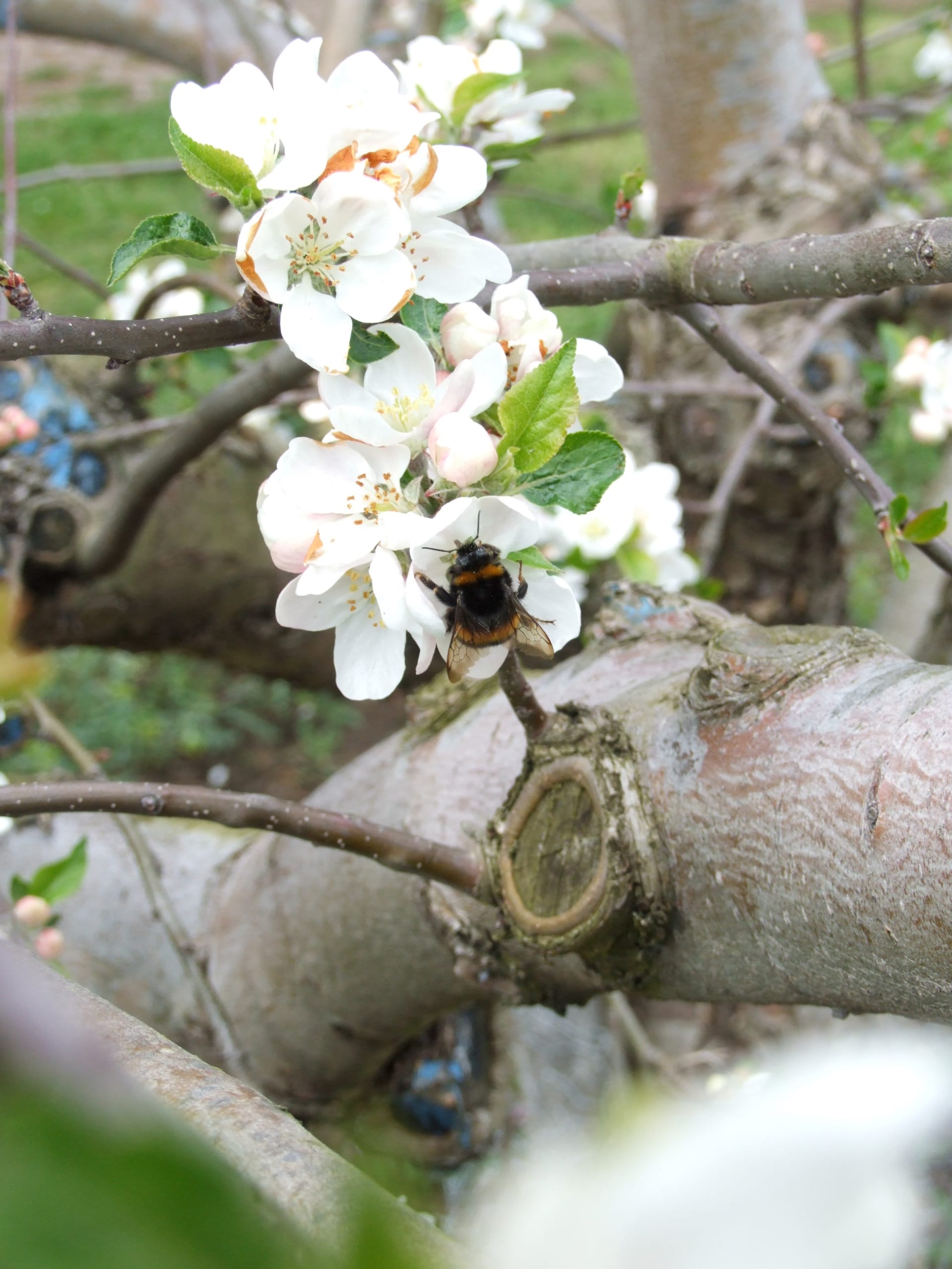 blossom with bee  olgotx