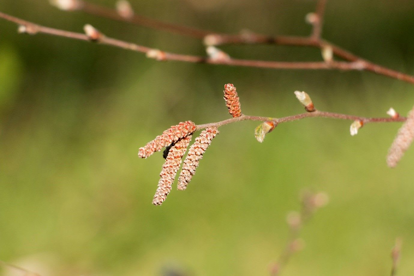 catkins of Betula chichibuensi