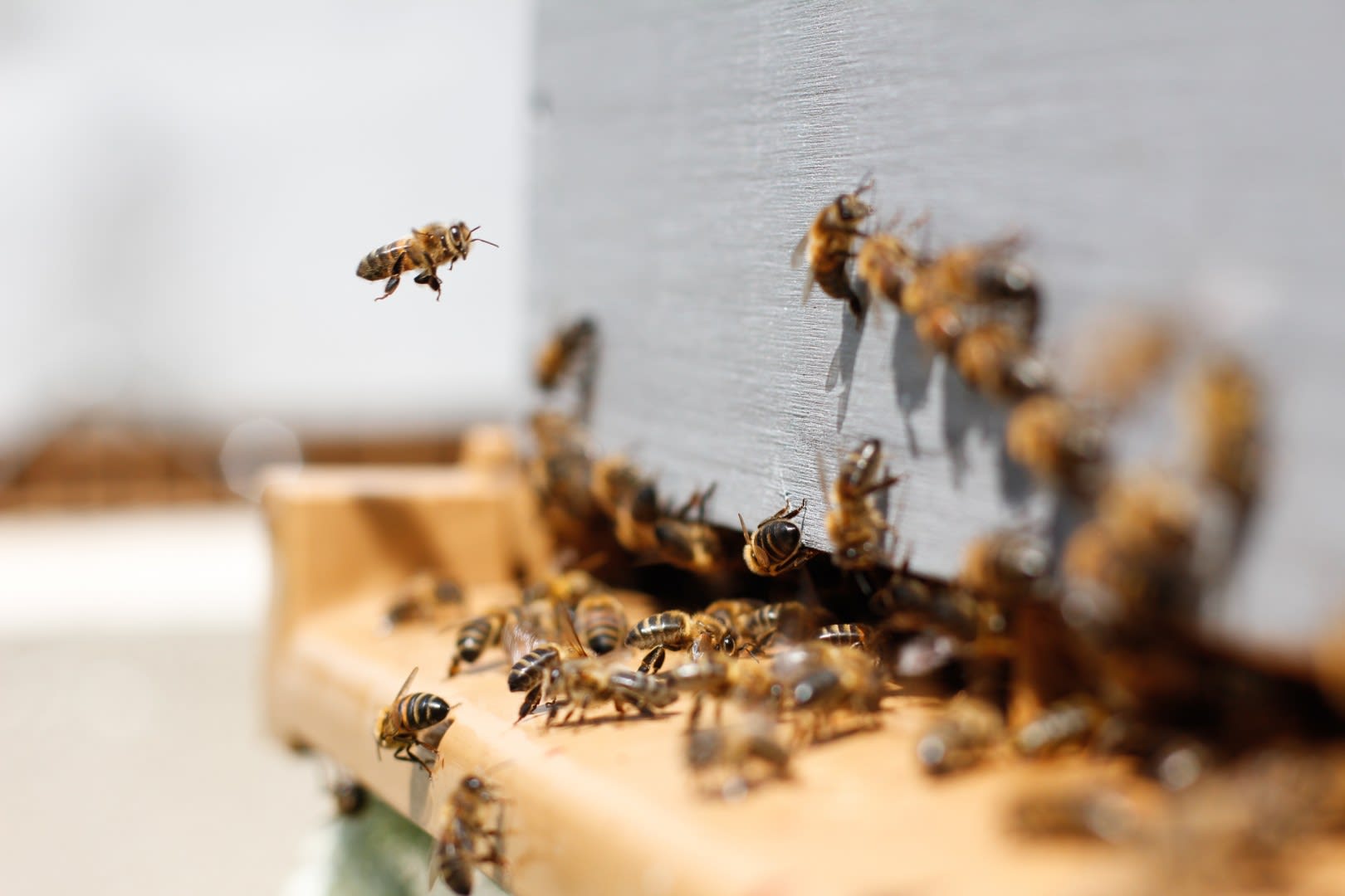 Hive Minds Focused Image of Honey Bee by Damien Tupinier