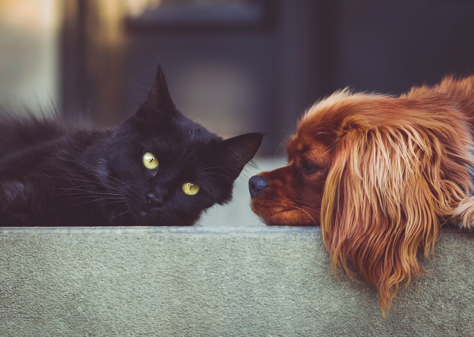 How to have a pet-friendly home King Charles Cavalier and Black Cat