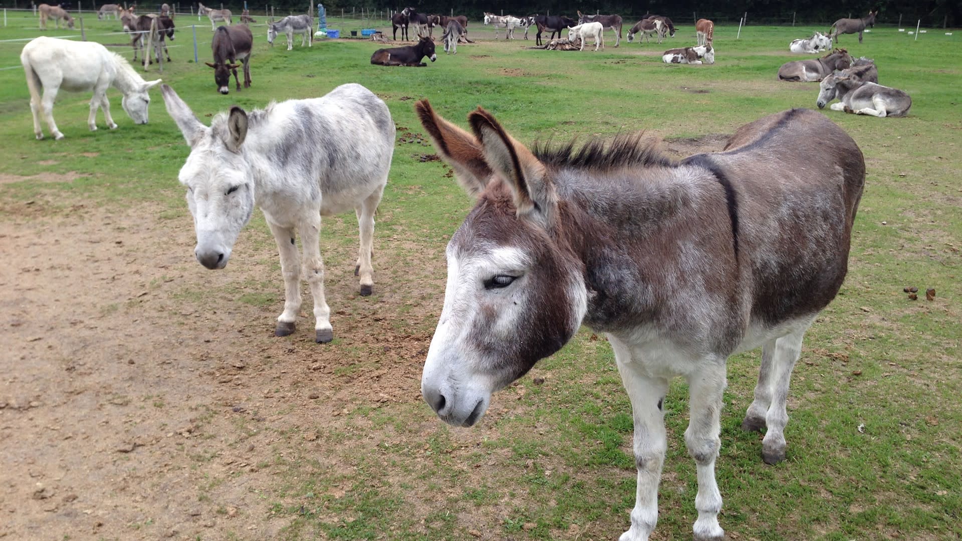 donkeys