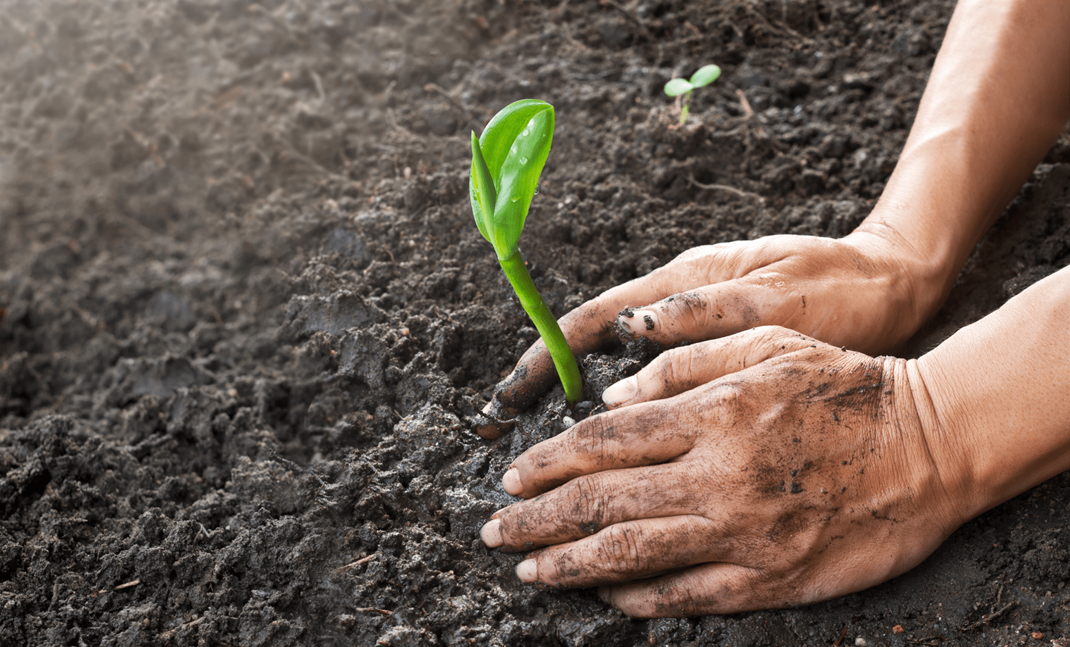 Gardening Man Planting By Hand