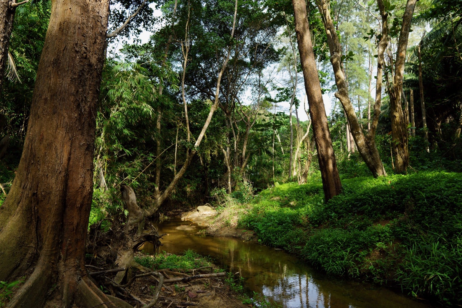 Small Stream in Green Woodland