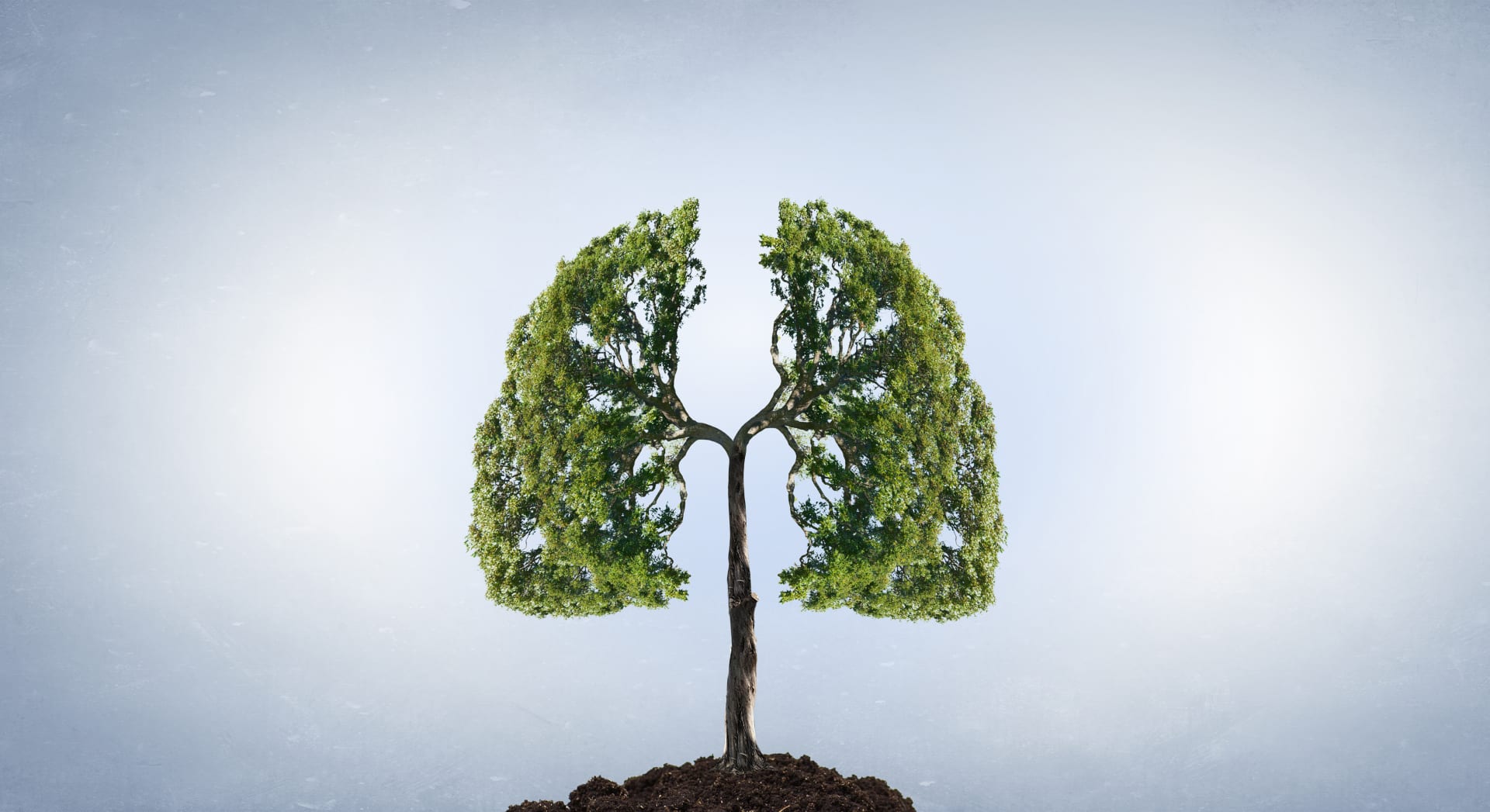 Plant Lungs