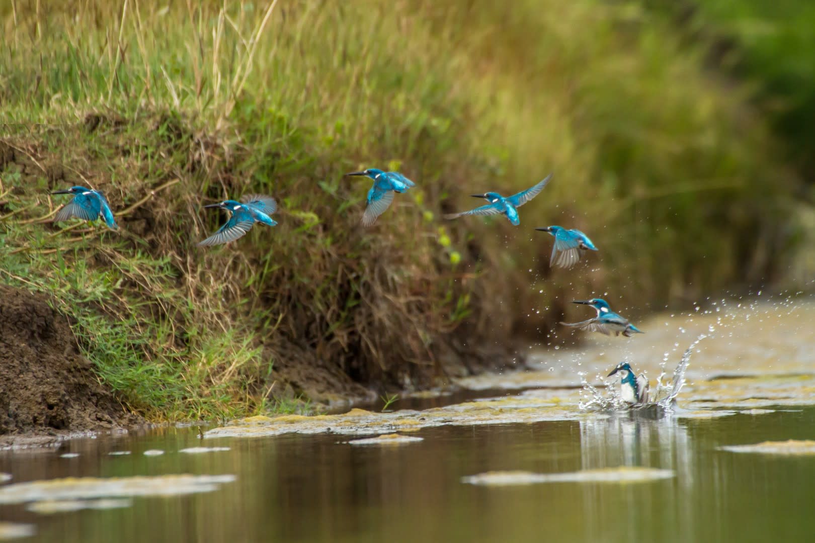 The Big Bang Small Blue Kingfishers Spring 