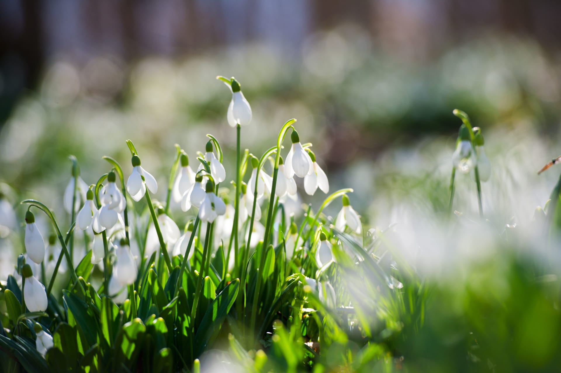 snowdrops f6jdry