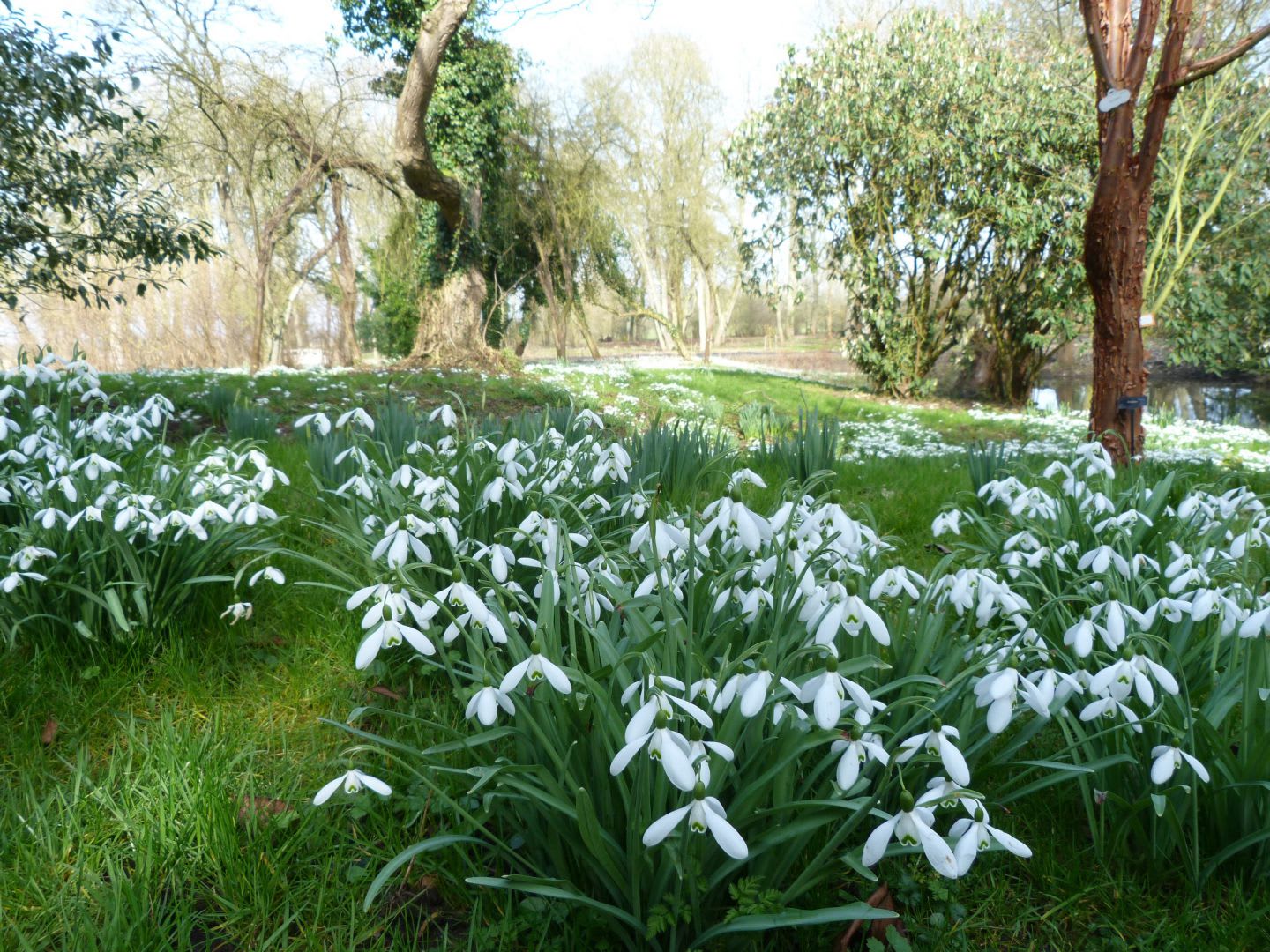 snowdrops