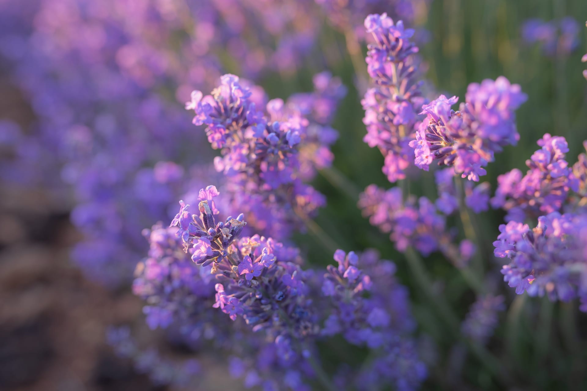 Lavender 